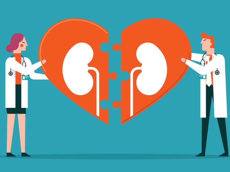 Two doctors put together a giant puzzle of two kidneys